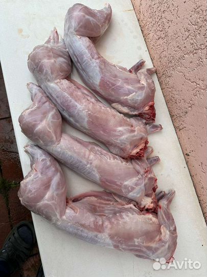 Продам мясо кролика