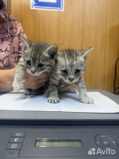 Кошки в добрые руки