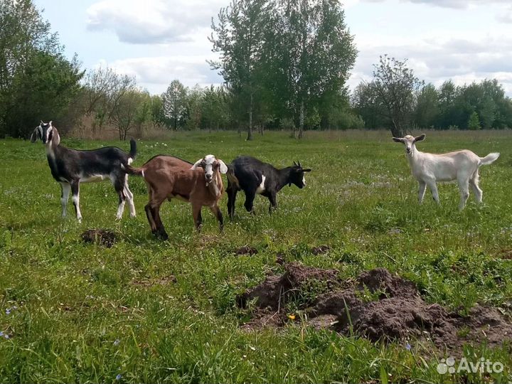 Козы дворянки и нубийские процентные