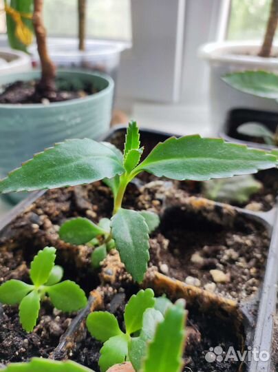 Каланхоэ лечебное