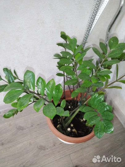 Драцена, Замиокулькас