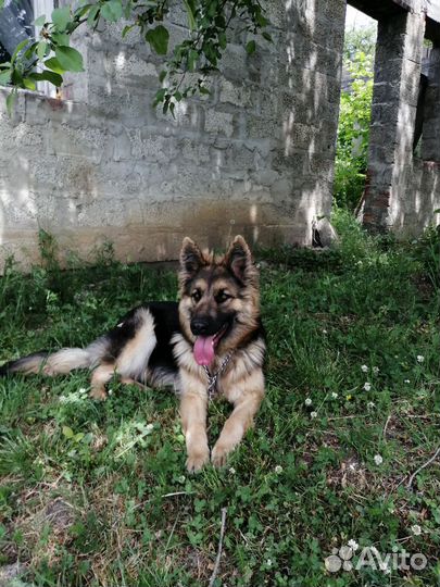 Собака в добрые руки отдам бесплатно