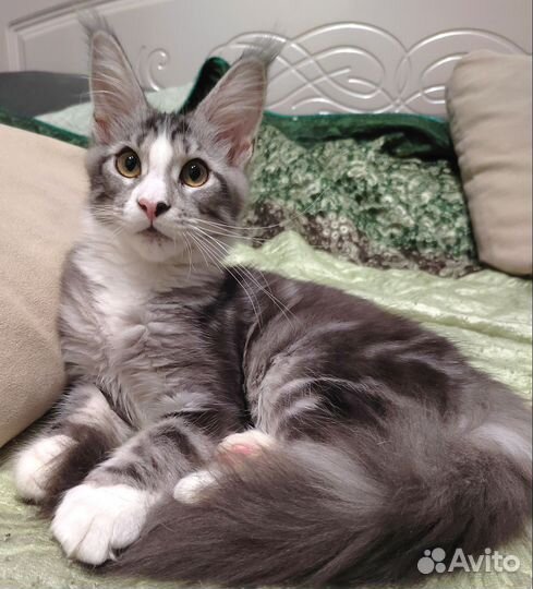 Котенок мейн-кун