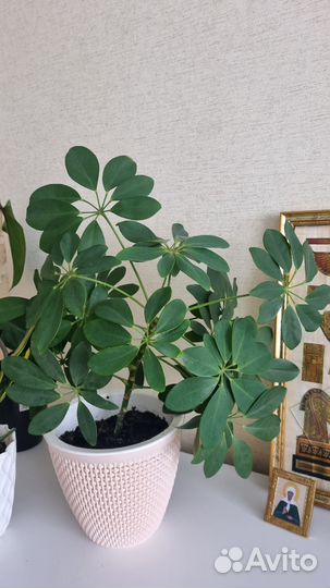 Комнатные цветы шеффлера, драцена, филодендрон