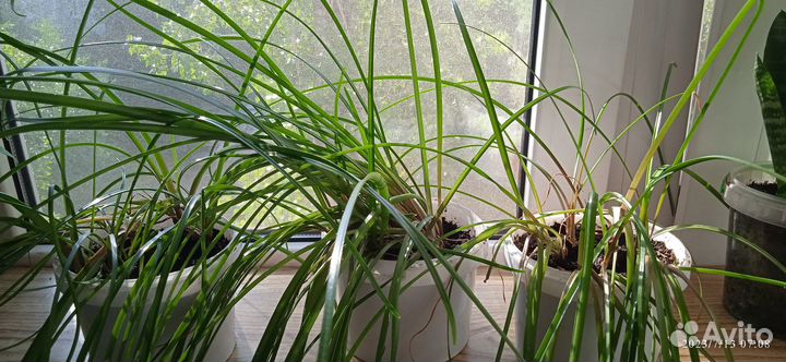 Зефирантес розовый в ёмкости