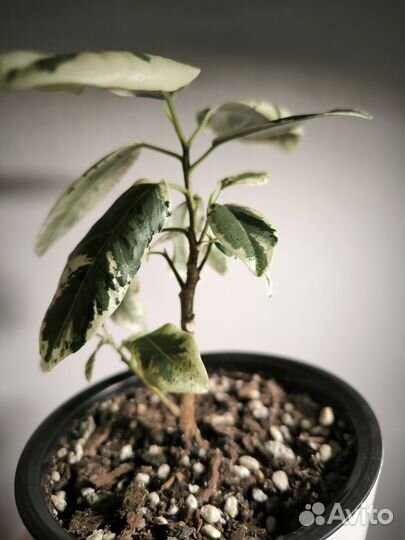 Фикус Рубигиноза