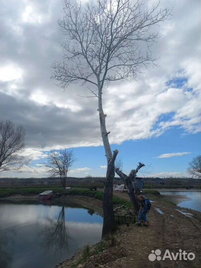 Спил-деревьев