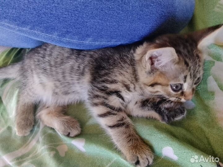 Кошечка подросток в добрые руки