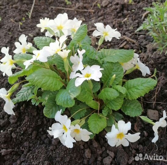 Цветы для сада многолетники