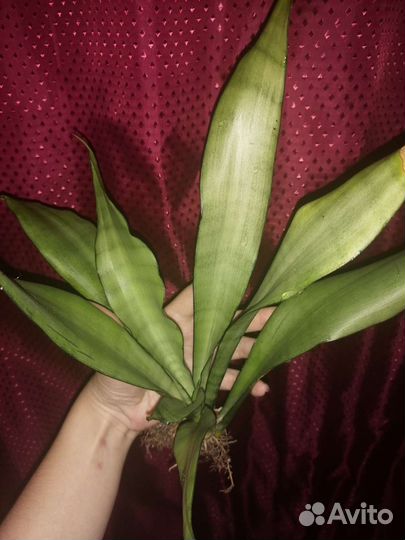 Сансевиерия муншайн