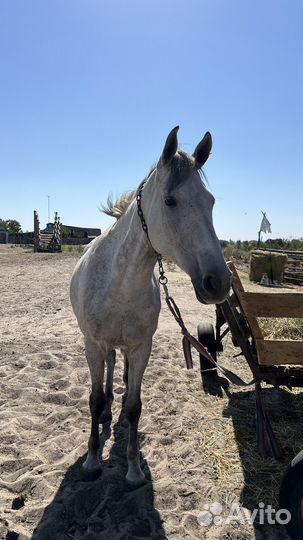 Продается лошадь