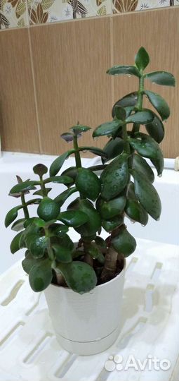 Крассула толстянка