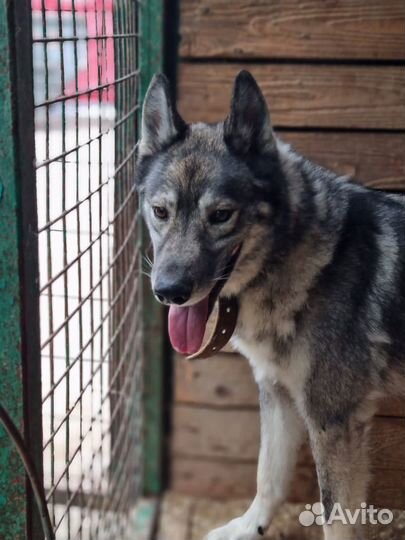 Молодой пес Гром ждет своих хозяев в приюте