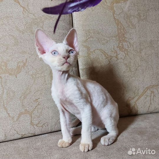 Девчата эксклюзивных окрасов