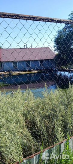 Домашняя птица