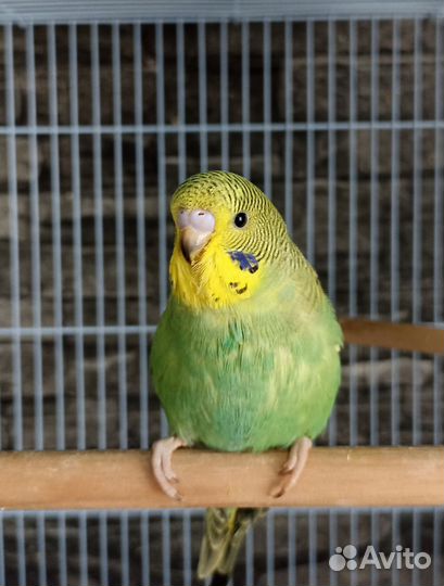 Волнистый попугайчик, птенец