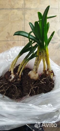 Подснежники Галантус, купена