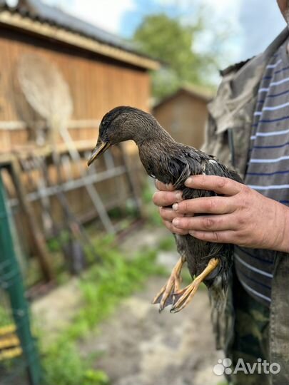 Подсадные утки Кряквы