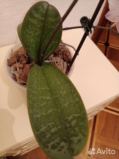 Орхидея фаленопсис