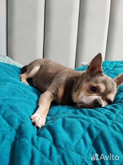 Чихуахуа вязка лиловый мальчик