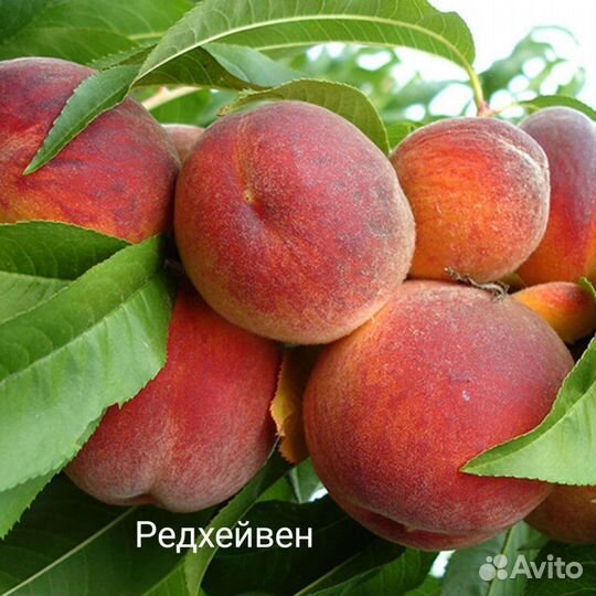 Саженцы персика
