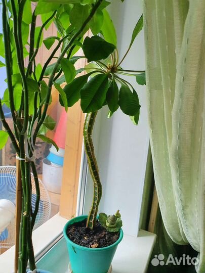Комнатные растения большие