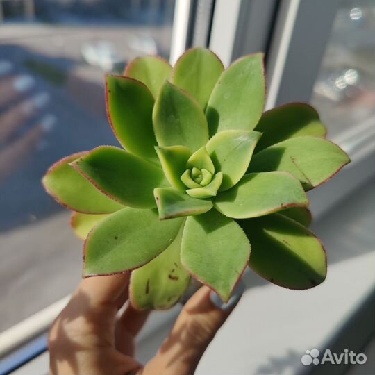 Суккуленты