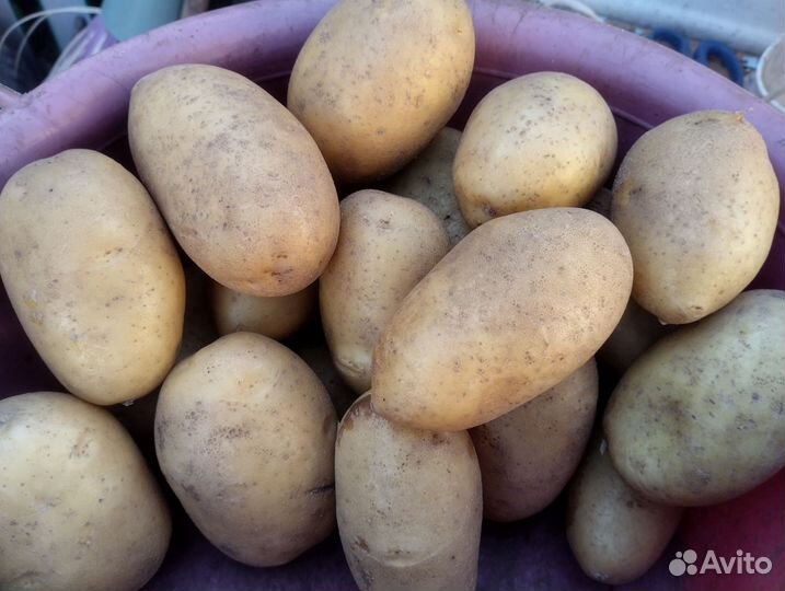Семенной картофель королева анна