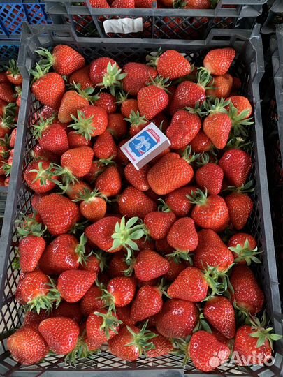 Рассада клубники клери