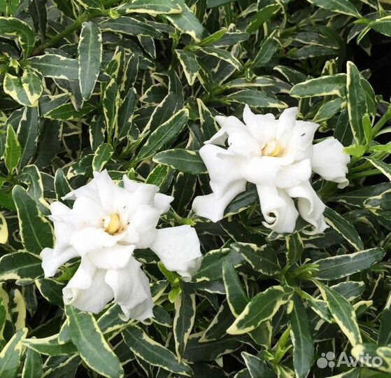 Компактные гардении