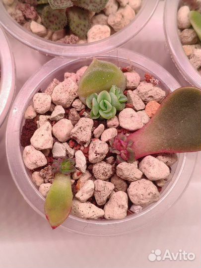 Суккуленты