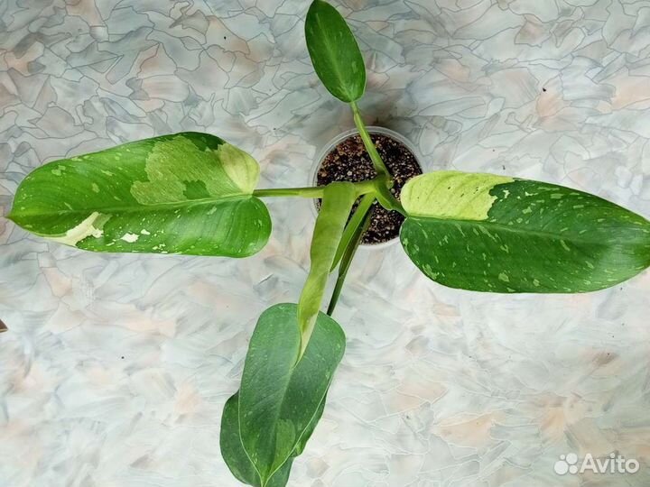 Филодендроны