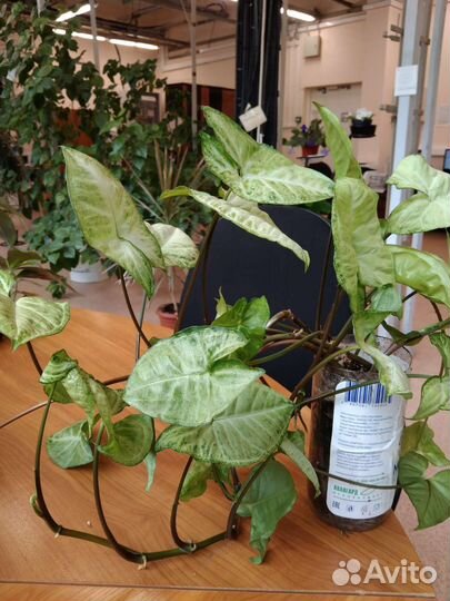 Комнатные цветы