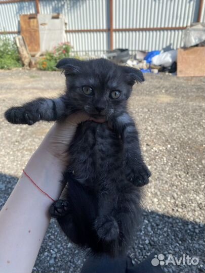 Отдам котенка в добрые руки