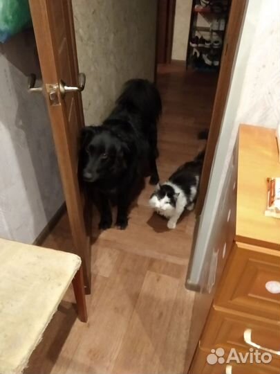 Котик Тиша в добрые руки