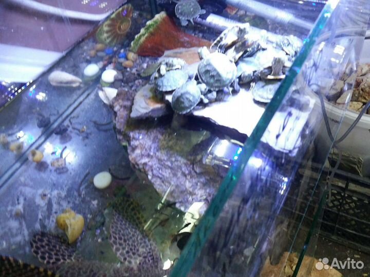 Аквариум для черепах