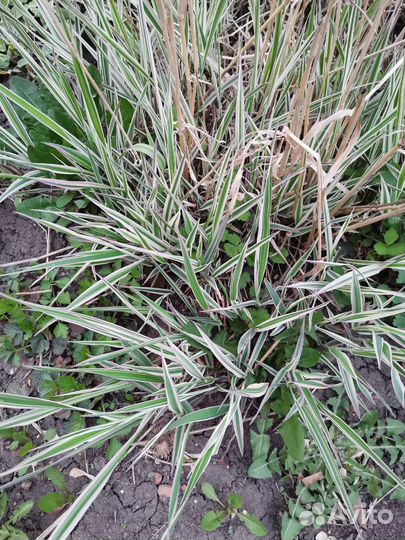 Лилейник, сныть пестролистная