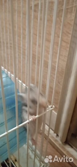 Сирийский хомяк продам