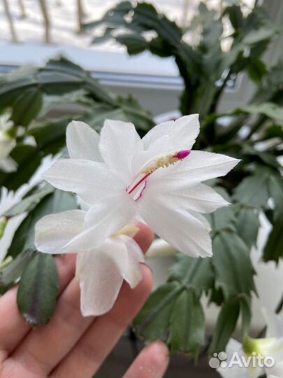 Декабрист / Шлюмбергера (белый, 3 года)