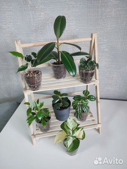 Комнатные цветы растения