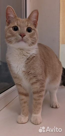 Котик 6 месяцев