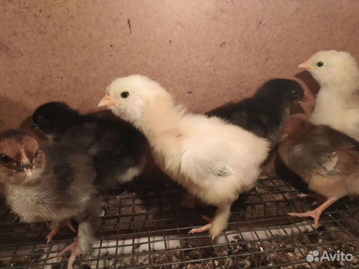 Цыплята и Инкубационное яйцо