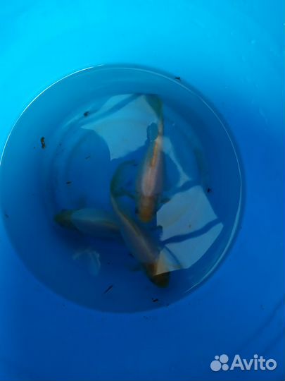 Кометы, золотые рыбки