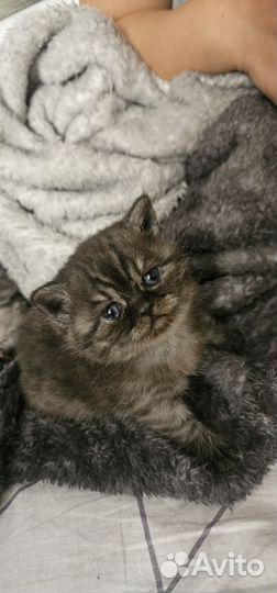 Шотландская