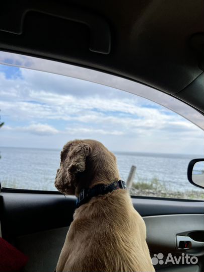 Кокер спаниель, случка