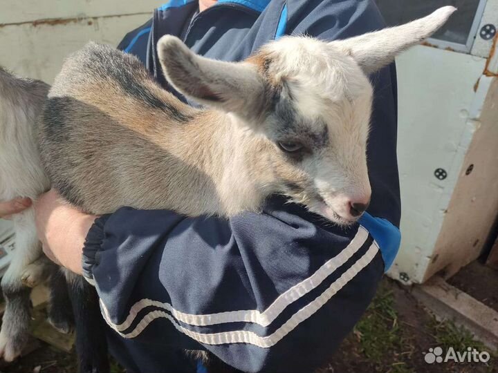 Коза и козлята