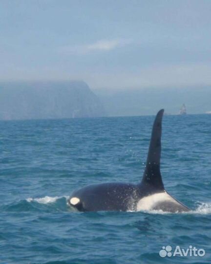 Морская рыбалка,экскурсии