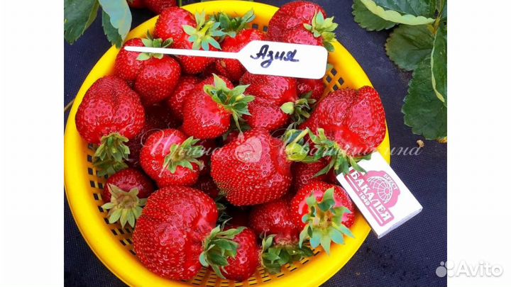 Клубника Азия рассада