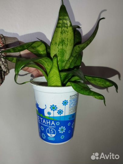 Комнатное растение Сансевиерия ханни