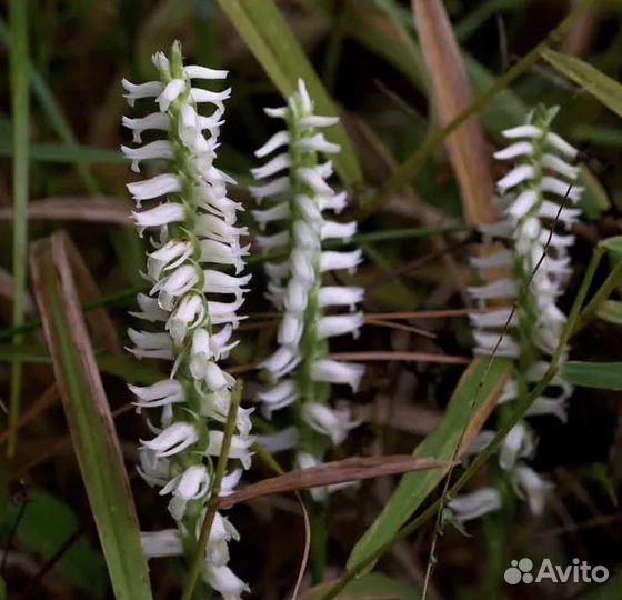 Водные растения для пруда, кувшинки
